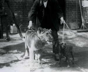 Ein Wärter führt einen Irish Terrier und einen jungen Löwen an der Leine spazieren, London Zoo, September 1925 von Frederick William Bond