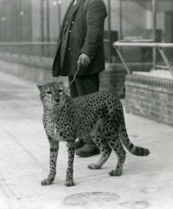 Ein Wärter mit einem Geparden an der Leine, Londoner Zoo von Frederick William Bond