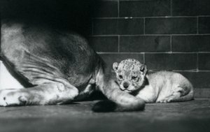 Ein Löwenjunges liegt hinter dem Schwanz seiner Mutter, Londoner Zoo, Oktober 1925