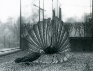 Ein männlicher Argusfasan, Balzdisplay, mit einem Weibchen neben ihm, London Zoo, Januar 1926