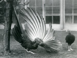 Ein männlicher Argusfasan, oder Großer Argus, zeigt seine Flügel- und Schwanzfedern, während ein Weibchen vor ihm steht, London Zoo, Januar 1926