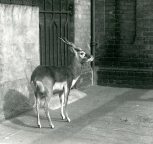 Ein männlicher Schwarzbock steht in seinem Gehege im Londoner Zoo im Juni 1925