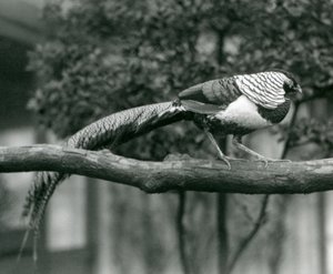 Ein männlicher Lady-Amherst-Fasan, gehend entlang eines horizontalen Astes, im Londoner Zoo im Jahr 1926