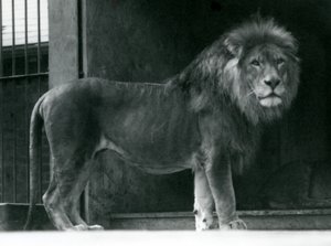 Ein männlicher Löwe im Londoner Zoo, Juni 1924