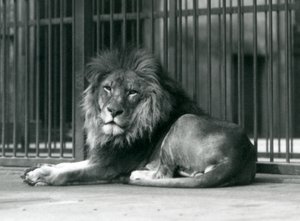 Ein männlicher Löwe liegt an den Gittern seines Geheges, Londoner Zoo, September 1927