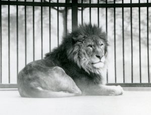 Ein männlicher Löwe ruht in seinem Gehege im Londoner Zoo im März 1925