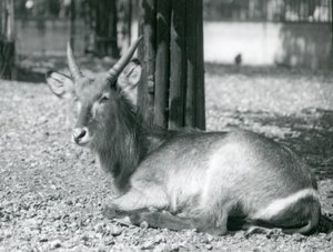 Ein männlicher Wasserbock, Kobus ellipsiprymnus, sitzt in seinem Gehege im London Zoo, 1920er Jahre