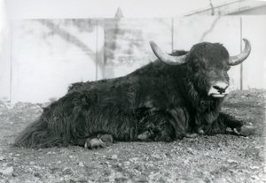 Ein männlicher Yak liegt in seinem Gehege im Londoner Zoo im August 1928 von Frederick William Bond