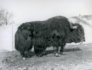 Ein männlicher Yak, der in seinem Gehege im Londoner Zoo 1928 steht