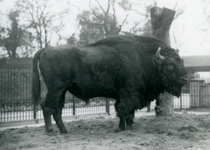 Ein männlicher Europäischer Bison steht auf dem Gras in seinem Gehege. Londoner Zoo, Oktober 1927. Die gefährdeten Europäischen Bisons sind auch als Wisent oder Europäischer Waldbison bekannt. von Frederick William Bond