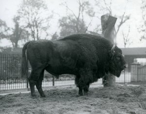 Ein männlicher Europäischer Bison steht auf dem Gras in seinem Gehege. Londoner Zoo, Oktober 1927. Die gefährdeten Europäischen Bisons sind auch als Wisent oder Europäischer Waldbison bekannt. von Frederick William Bond
