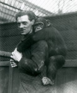 Ein Mann trägt Schimpansin Sally auf seinem Rücken, London Zoo, 1924