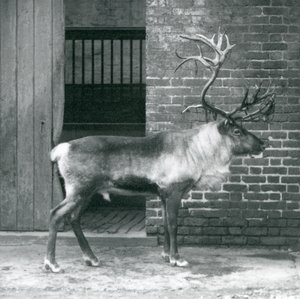 Ein ausgewachsener Rentierhirsch steht in seinem Gehege im Londoner Zoo im Jahr 1925 von Frederick William Bond