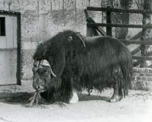 Ein ausgewachsener Moschusochse, auch Moschus-Ochse und Moschus-Ochse geschrieben, steht und frisst in seinem Gehege im Londoner Zoo im Jahr 1931 (s/w Foto)