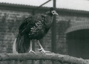 Ein fast bedrohter Viellots Feuerback im Londoner Zoo, 1927