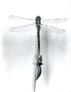 Eine neu geschlüpfte Goldringlibelle trocknet ihre Flügel, während sie auf einem Schilfrohr über ihrer leeren Larvenhülle ruht, London Zoo, 1925 von Frederick William Bond