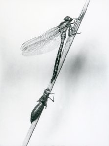Eine neu geschlüpfte Goldringlibelle ruht auf einem Schilfrohr über ihrer leeren Larvenhülle, London Zoo, 1925