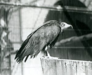 Ein heute kritisch gefährdeter Kapgeier auf einem Baumstamm, Londoner Zoo, September 1925
