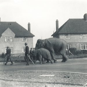 Ein Paar indische Elefanten, die von Tilbury nach ZSL Whipsnade gehen