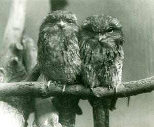 Ein Paar Eulenschwalme sitzt auf einem Ast im Londoner Zoo, 1924