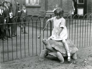 Ein kleines Mädchen, Betty, hält einen Stock mit einem Apfel, um die Riesenschildkröte zu führen, auf der sie reitet, Londoner Zoo, 1924
