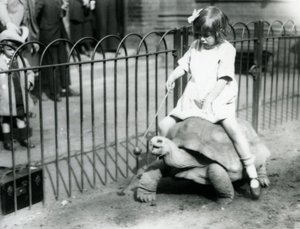 Ein kleines Mädchen, Betty, hält einen Stock mit einem Apfel, um die Riesenschildkröte zu führen, auf der sie reitet, Londoner Zoo, 1924