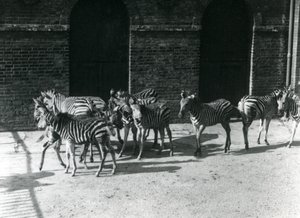 Eine kleine Herde von Chapmans Zebras im Londoner Zoo im Jahr 1924 von Frederick William Bond