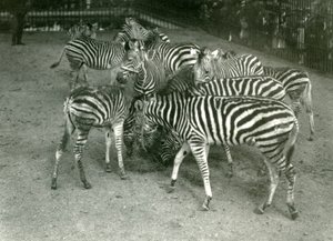 Eine kleine Herde von Chapmans Zebras, einschließlich Jungtiere, London Zoo, 1923 von Frederick William Bond