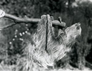 Ein Zweifingerfaultier, das an einem abgeschnittenen Ast hängt, gehalten von einem Pfleger, Londoner Zoo, September 1925