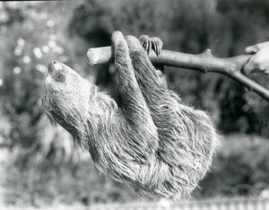 Ein Zweifingerfaultier, das an einem abgeschnittenen Ast hängt, gehalten von einem Pfleger, Londoner Zoo, September 1925