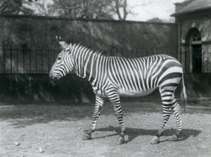 Ein gefährdetes Hartmann-Zebra steht in seinem Gehege im London Zoo von Frederick William Bond