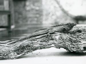 Ein gefährdeter Segelflossenleguan ruht auf einem Baumstamm im Londoner Zoo 1928