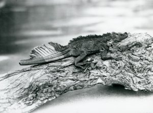 Ein gefährdeter Segelflossen-Leguan mit beschädigtem Schwanz ruht auf einem Baumstamm im London Zoo im Jahr 1929 (s/w Foto)