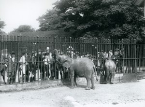 Ein junger Afrikanischer Elefant und ein Zwergafrikanischer Elefant interagieren mit einer großen Gruppe von Kindern, durch die Gitter ihres Geheges, London Zoo, 1926