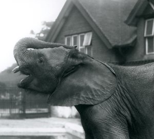 Ein junger afrikanischer Elefant mit erhobenem Rüssel auf die Stirn, Londoner Zoo, August 1925