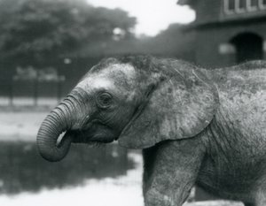 Ein junger afrikanischer Elefant mit dem Ende seines Rüssels im Mund, Londoner Zoo, August 1925