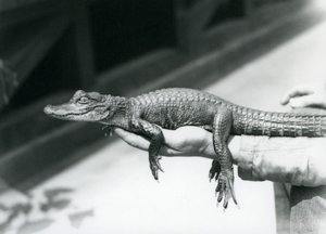 Ein junger Alligator in der Hand seines Pflegers, London Zoo von Frederick William Bond