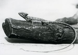 Ein junger Basilisk auf einem Baumstamm im Londoner Zoo im August 1928