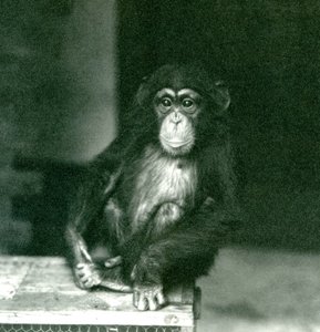 Ein junger Schimpanse sitzt auf einer Holzkiste im London Zoo, 1924 von Frederick William Bond