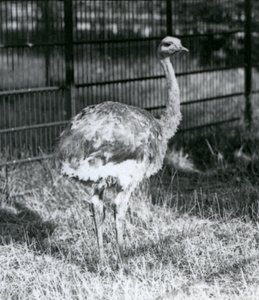Ein junger Darwin-Strauß, der auf Gras steht, neben dem Zaun seines Geheges, Londoner Zoo von Frederick William Bond