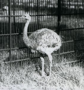 Ein junger Darwin-/Kleiner Nandu steht auf Gras, neben dem Zaun seines Geheges, Londoner Zoo von Frederick William Bond
