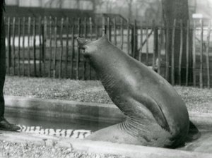 Ein junger Elefantenrobbe, der sich rückwärts streckt, London Zoo