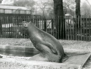 Ein junger Elefantenrobbe, der sich rückwärts streckt, London Zoo