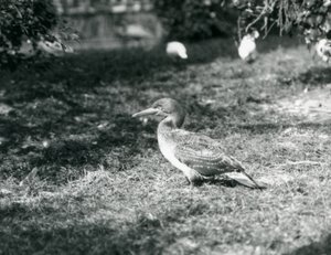 Ein junger Basstölpel steht auf Gras im Londoner Zoo, September 1927 von Frederick William Bond