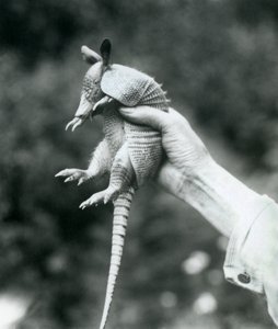 Ein junger Neunbinden-Gürteltier, gehalten in der Hand eines Pflegers, Londoner Zoo, August 1926