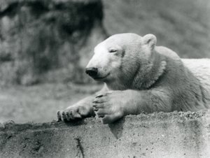 Ein junger Eisbär ruht auf einem Betonsims im Londoner Zoo, 1927