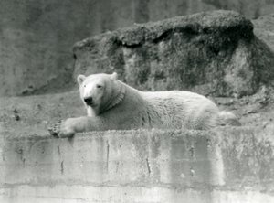 Ein junger Eisbär, ruhend auf einem felsigen Vorsprung in seinem Gehege im Londoner Zoo im Jahr 1927