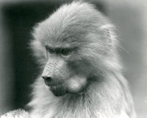 Ein junger heiliger Pavian mit vollen Backentaschen, London Zoo, 1925 von Frederick William Bond