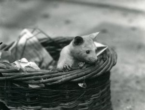 Ein junger Albino-Opossum schaut aus einem Korb im Londoner Zoo, Oktober 1920