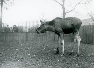 Ein junger Elch/Bullelch mit Wunden von kürzlich abgeworfenen Geweihen, steht in seinem Gehege im London Zoo (s/w Foto)